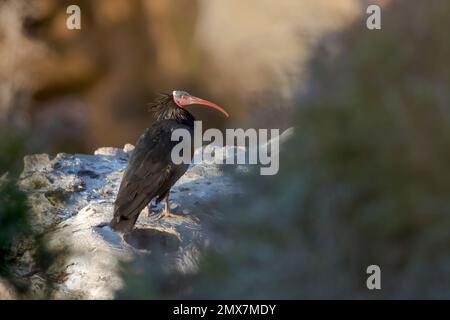 Nördlicher Glatzkopf Ibis (Geronticus eremita) am Rand einer Klippe an der marokkanischen Atlantikküste. Tamri, Agadir Ida-Outanane, Souss-Massa, Marokkanisch Stockfoto