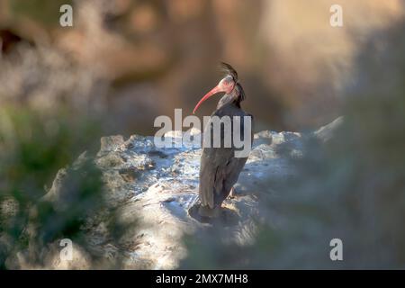 Nördlicher Glatzkopf Ibis (Geronticus eremita) am Rand einer Klippe an der marokkanischen Atlantikküste. Tamri, Agadir Ida-Outanane, Souss-Massa, Marokkanisch Stockfoto