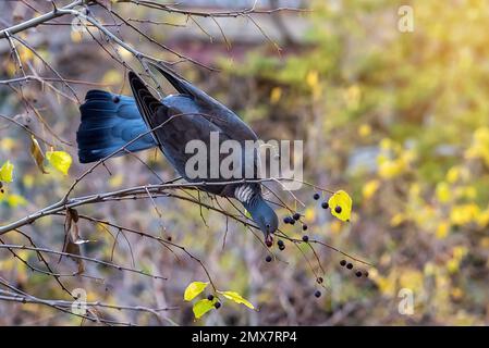 Holztaube (Columba palumbus), die in den Straßen von Barcelona Baumsaat füttert Stockfoto