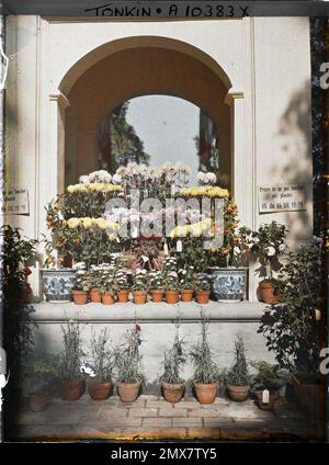 Tonkin, Indochina von Chrysanthemen in Töpfen in der Blumenausstellung, Léon beschäftigt in Indochina Stockfoto