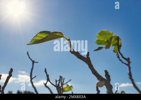 Pflanzen Sie Zweige mit grünen Triebe von einem Sapling vor einem blauen Hintergrund mit strahlender Sonne Stockfoto