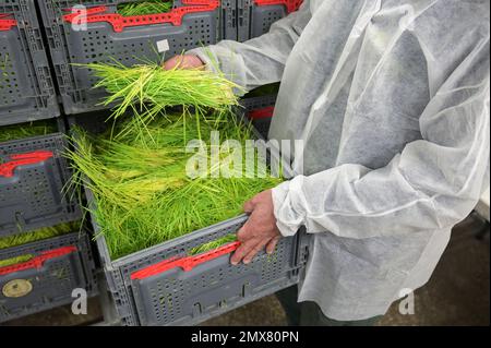 ISRAEL, Hargol FoodTech ist die weltweit erste kommerzielle Grünschnäbel-Zuchtfarm für die Proteingewinnung, Heuschnäpper haben einen hohen Proteingehalt, Weizengras ist das Futter für die Heuschnäpper Stockfoto