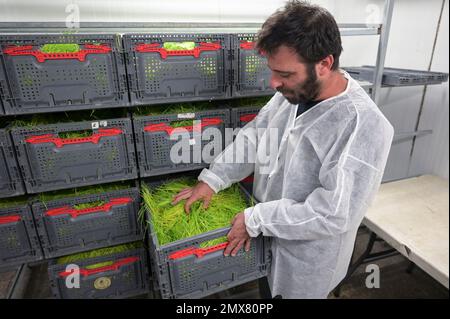 ISRAEL, Hargol FoodTech ist die weltweit erste kommerzielle Grünschnäbel-Zuchtfarm für die Proteingewinnung, Heuschnäpper haben einen hohen Proteingehalt, Weizengras ist das Futter für die Heuschnäpper Stockfoto