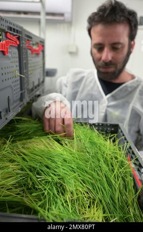 ISRAEL, Hargol FoodTech ist die weltweit erste kommerzielle Grünschnäbel-Zuchtfarm für die Proteingewinnung, Heuschnäpper haben einen hohen Proteingehalt, Weizengras ist das Futter für die Heuschnäpper Stockfoto