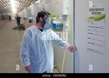 ISRAEL, Hargol FoodTech ist die weltweit erste kommerzielle Grünschnäbel-Zuchtfarm für die Proteinextraktion, Grashüpfer haben einen hohen Proteingehalt und einen temperaturkontrollierten Wachstumsraum für Grashüpfer Stockfoto