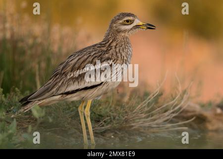 Seitenansicht des Steinbogens mit Gefieder und Schnabel im See vor verschwommenem Hintergrund Stockfoto