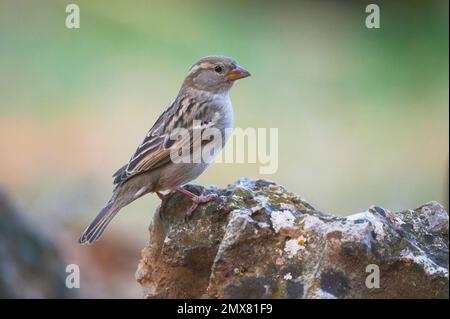Seitenansicht eines kleinen, braunen Spatzen auf Stein vor unscharfem Hintergrund in der Natur Stockfoto