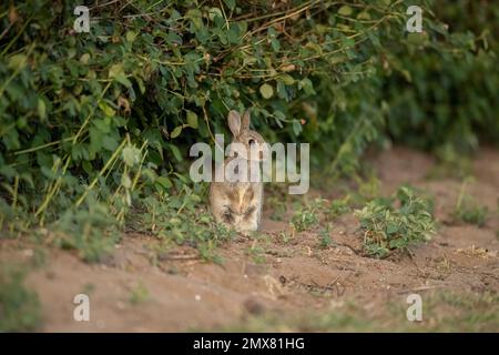 das Baby mit dem hasen steht im Sommer auf dem Gras vor einer Hecke und sieht in großbritannien sehr niedlich aus Stockfoto