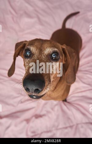 Der große Winkel eines albernen Hausdackhundes, der Spaß hat, sich die Kamera anzusehen und auf einer rosa Decke herumzuspielen Stockfoto