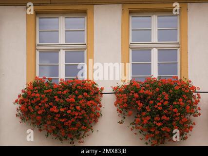 Weiße Fenster mit beigefarbenen Zierleisten, dekoriert mit rotem Pelargonium - Geranien in Blumenkästen an der alten architektonischen Gebäudefassade, Schwetzingen, Deutschland. Stockfoto