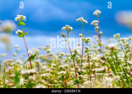 Blühendes Buchweizenfeld unter dem Sommerhimmel mit Wolken Stockfoto