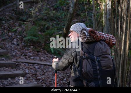 Nachdenklicher älterer männlicher Wanderer in warmer Kleidung und Hut mit Rucksack und Wanderstöcken auf Wanderwegen im Wald während der Wanderung Stockfoto