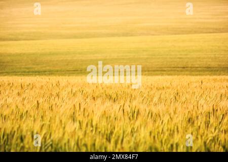 Ländliche Landschaft, Hintergrund - hügeliges Gelände, Feldweizen in den Sonnenstrahlen des Sommers Stockfoto