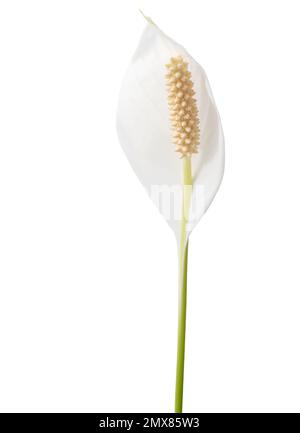 Aus nächster Nähe sehen Sie Spathiphyllum, allgemein bekannt als spath oder Peace Lilien Blüten, einzelne weiße Blüten isoliert auf weißem Hintergrund. Stockfoto