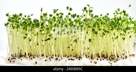 Frische Brokkolisprossen oder Mikrogrüner, die aus Samen mit weißem Hintergrund wachsen Stockfoto