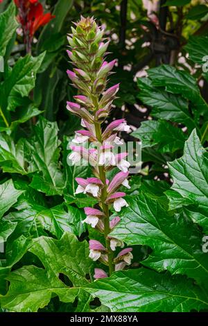 Bärenhosen blühen blühend (Acanthus mollis) mit grünem Laubhintergrund Stockfoto