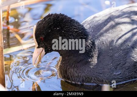 Detail des Kopfes der eurasischen Muschi (Fulica atra), die in einem Teich im Naturschutzgebiet Marismas del Odiel, Huelva, Andalusien, Spanien schwimmt Stockfoto