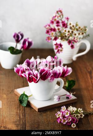 Stillleben mit Blütenbouquets frischer violetter Zyklaven und Wachsblumen in weißen Keramik-Teekappen. Blumenarrangements oder Dekorationskonzept Stockfoto