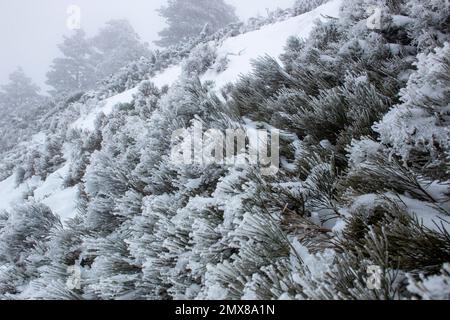 Gefrorener Schnee auf den Pflanzen und Bäumen nach einem großen Schneesturm in den Bergen, dichter Nebel. Stockfoto