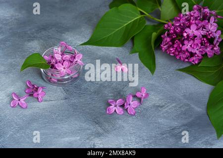 Violetter Zweig, grauer Hintergrund, Draufsicht. Eine schöne Frühlingszusammensetzung aus lila Blumen auf dem Tisch. Das Konzept eines Urlaubs, Aromatherapie, Spa trea Stockfoto