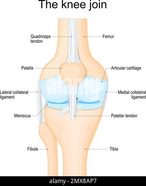 Knieanatomie. Struktur eines menschlichen Kniegelenkes: Gelenkknorpel, Knochen, Bänder, Sehnen und Meniskus. Vektorposter Stock Vektor