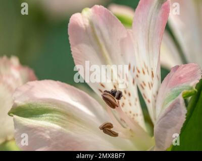 Nahaufnahme der rosa-weißen Alstroämien, gemeinhin bekannt als peruanische Lily oder Lily der Inkas Stockfoto