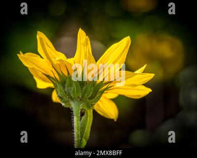 Gelbe Blume mit Hintergrundbeleuchtung und Blick von unten Stockfoto