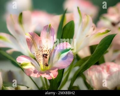 Nahaufnahme der rosa-weißen Alstroämien, gemeinhin bekannt als peruanische Lily oder Lily der Inkas Stockfoto