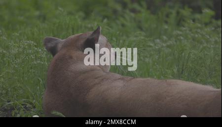 Wunderschönes Puma im Frühlingswald. Amerikanischer Puma - Berglöwe. Wilde Katze, die auf dem Gras ruht, Szene im Wald. Wildtiere Amerika. Zeitlupe 120 Stockfoto