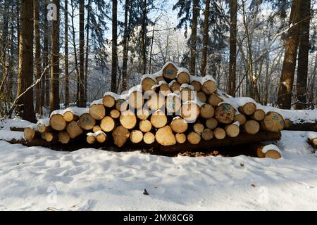 Gestapelte Bäume im Wald. Querschnitt von Baumstämmen, Holzhintergrund. Holzholzindustrie Stockfoto