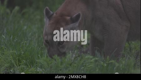 Wunderschönes Puma im Frühlingswald. Amerikanischer Puma - Berglöwe. Wilde Katze, die auf dem Gras ruht, Szene im Wald. Wildtiere Amerika. Zeitlupe 120 Stockfoto