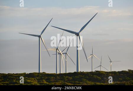 Viele große Windturbinen auf einem Windpark im Südwesten von Victoria in Australien erzeugen alternative nachhaltige grüne Energie für das Stromnetz Stockfoto