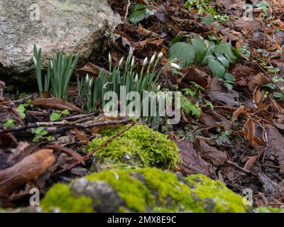 Schneeglöckchen, Galanthus, in Knospen. Stockfoto
