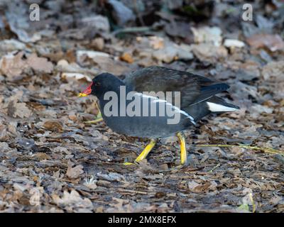 Ein gemeiner Moorhen, Gallinula chloropus, auch bekannt als Wasserhuhn oder Sumpfhuhn, steht an einem Seeufer. Stockfoto