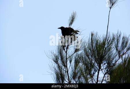 Ein australischer Gemeiner Rabe (Corvus corax), der auf einem Ast eines Baumes in Sydney, NSW, Australien sitzt (Foto: Tara Chand Malhotra) Stockfoto