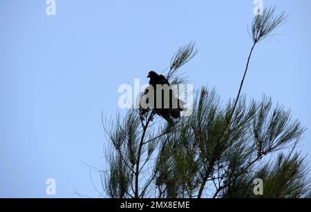 Ein australischer Gemeiner Rabe (Corvus corax), der auf einem Ast eines Baumes in Sydney, NSW, Australien sitzt (Foto: Tara Chand Malhotra) Stockfoto