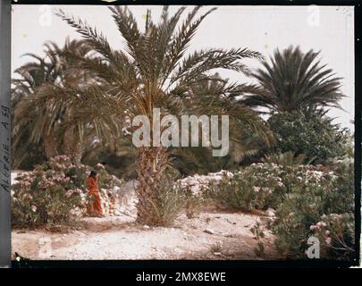 El Kantara, Algerien ein junges Mädchen in einem Palmenhain, 1909 oder 1910 - Algerien, Tunesien - Jules Gervais - Courtellemont und Souvieux Stockfoto