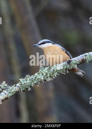 Ein eurasischer Nacktbarsch, Sitta europaea, hoch oben auf einem mit Flechten bedeckten Zweig. Stockfoto