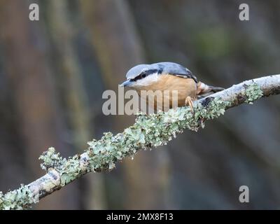 Ein eurasischer Nacktbarsch, Sitta europaea, hoch oben auf einem mit Flechten bedeckten Zweig. Stockfoto