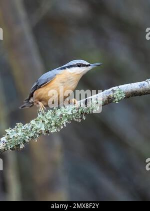 Ein eurasischer Nacktbarsch, Sitta europaea, hoch oben auf einem mit Flechten bedeckten Zweig. Stockfoto