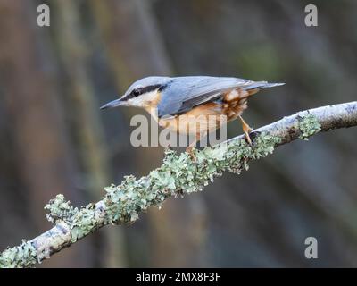 Ein eurasischer Nacktbarsch, Sitta europaea, hoch oben auf einem mit Flechten bedeckten Zweig. Stockfoto