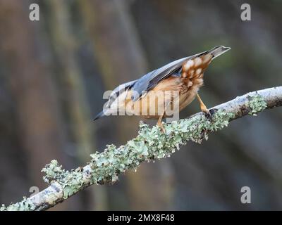 Ein eurasischer Nacktbarsch, Sitta europaea, hoch oben auf einem mit Flechten bedeckten Zweig. Stockfoto