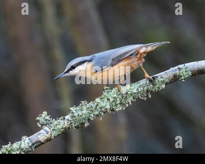 Ein eurasischer Nacktbarsch, Sitta europaea, hoch oben auf einem mit Flechten bedeckten Zweig. Stockfoto