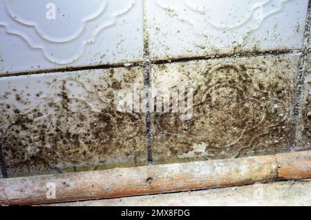 Schwarzer Schimmel auf den Fliesen im Bad. Folgen des Wandfrosts. Mittel zur Bekämpfung der Cardyceps Stockfoto