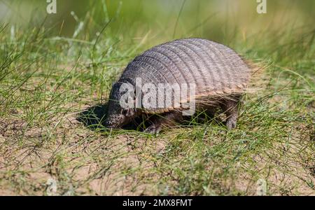 Armadillo in Wüstenumgebung, Halbinsel Valdes, UNESCO-Weltkulturerbe, Patagonien, Argentinien. Stockfoto