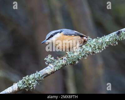 Ein eurasischer Nacktbarsch, Sitta europaea, hoch oben auf einem mit Flechten bedeckten Zweig. Stockfoto