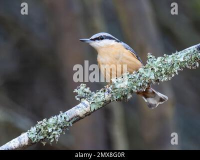 Ein eurasischer Nacktbarsch, Sitta europaea, hoch oben auf einem mit Flechten bedeckten Zweig. Stockfoto