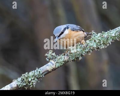 Ein eurasischer Nacktbarsch, Sitta europaea, hoch oben auf einem mit Flechten bedeckten Zweig. Stockfoto