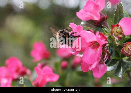 Hummelbienen bestäuben Blumen in einem britischen Garten, Insektenbestäubung im Sommer, Großbritannien Stockfoto