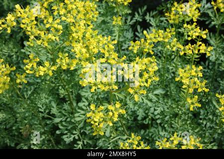 Gemeinsamen Rue (Ruta Graveolens) Stockfoto